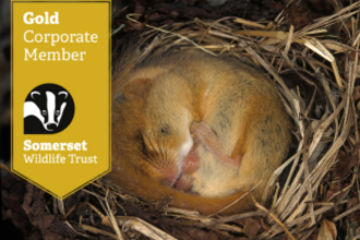 Corporate Membership scheme gold