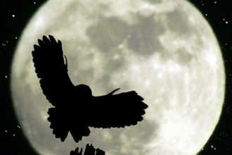 A tawny owl landing on an old wooden post or tree trunk with wings outstretched and silhouetted against a full moon.