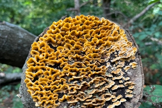 A stump of a tree facing towards the camera with yellow, orange and brown wavy fungi covering the whole surface area