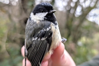 A bird being safely handled under BTO