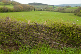 A hedge that has been layed
