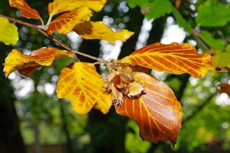 A close up photo o f brown and yellow beech leaves with seeds in autumn.