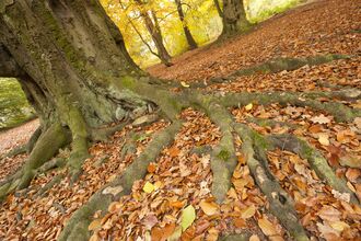 A carpet of brown and yellow autumn leaves spread around the base of a beach tree in a woodland.