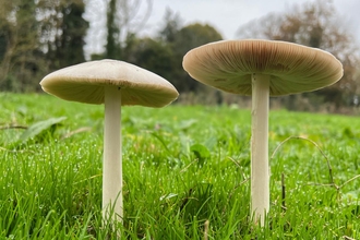 Two cream and brown coloured wild mushrooms in a field