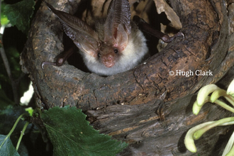 A brown long eared bat peeks out from a hole in a tree. This photograph was taken by Hugh Clark