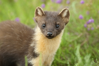 Pine marten