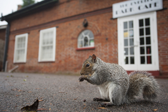 Squirrel outside a cafe