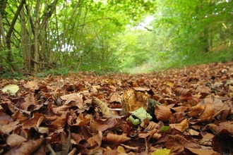 Trees and fallen leaves