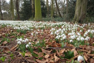 Clumps of snowdrops in full bloom stretching from the foreground backwards, across a meadow, to a copse of trees.