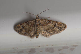 Moths | Somerset Wildlife Trust