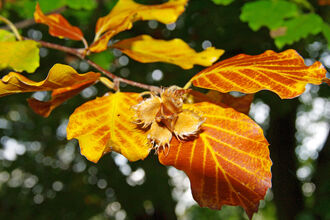 Autumn beech leaves Gillian Day