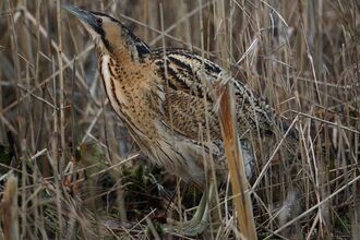 A bittern sitting still, almost completely camouflaged amongst reeds in a wetland.