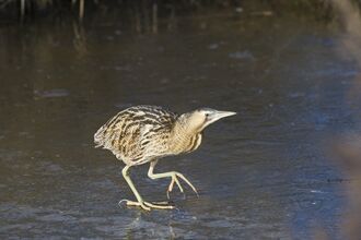 A bittern walking across frozen water surrounded by reeds. This photo shows its dappled dark and light brown plumage, as well as its long legs and broad feet with long narrow toes.