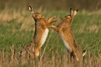 Two brown hares boxing in open grassland. The hares are close together, facing each other and standing up on their hind limbs, front limbs outstretched and ears upright.