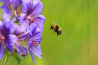 A bumble bee of the species 'early bumble bee', with black and yellow stripes and an orange collar, flying towards purple wild flowers.