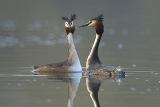 A pair of great crested grebes facing each other, reflected in the still water of a lake. 