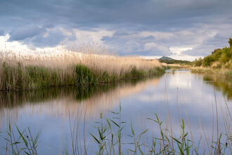 Levels drain reeds Ross Hoddinott