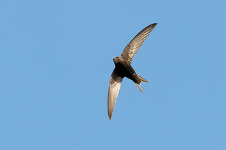 Common swift against a blue sky