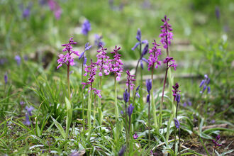 Purple orchids in a meadow