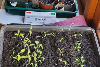 Ronan Treble's windowsill in the shed at his allotment