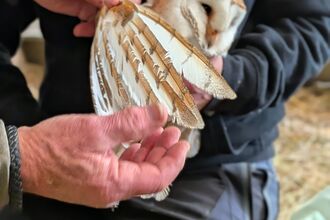 Measuring Trude's wing - Barn owls in the Blackdowns - 2026