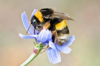 Bee (hi res)