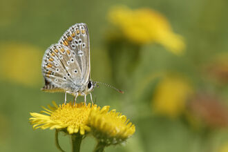 Common blue butterfly nectaring from common fleabane