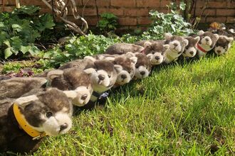 Pine Marten toys