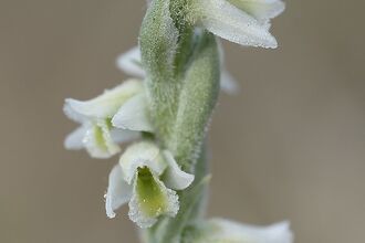 Autumn Lady's-tresses