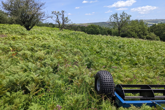 Bracken management