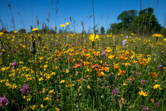 Chancellor's Farm meadows