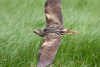 Bittern flying
