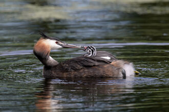 Great crested grebe with baby