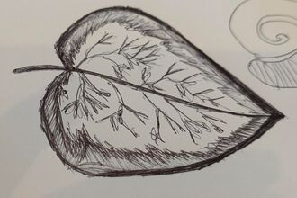 Drawing of a leaf