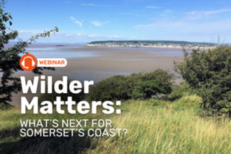 Wilder Matters: Somerset coasts
