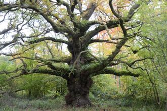 Ancient Tree