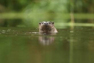 River otter peeking out of the water