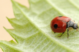 2-spot ladybird