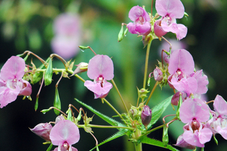 Himalayan balsam