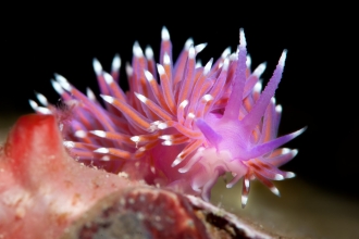 Edmundsella pedata, a bright pink sea slug or nudibranch