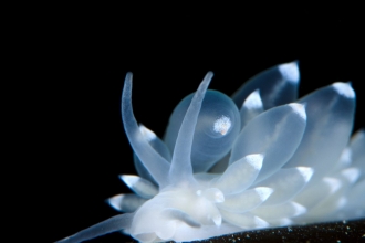 Nudibranch
