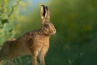 Brown hare