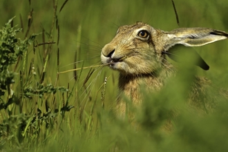 A brown hare sitting in a field nibbling on a grass stalk, partially obscured from view by grass in the foreground.