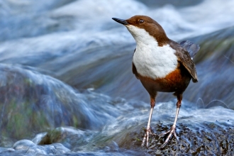 Dipper