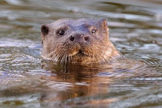Otter