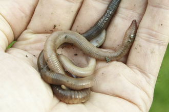 Earthworms in the hand