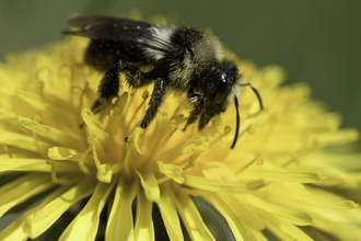 A bee feeding on nectar from a dandelion.