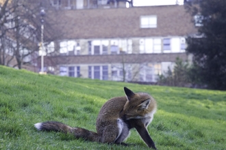Young red fox cleaning itself in a park, with buildings in the back ground.