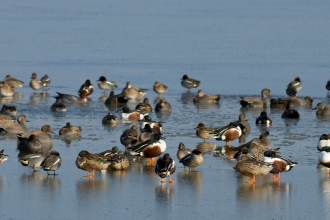 Shovelers and more