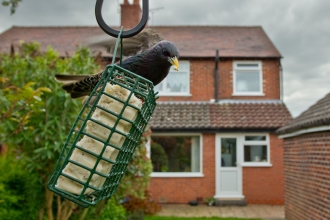 Starling on bird feeder